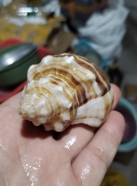 天然海螺寄居蟹替换壳