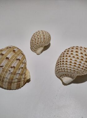 蓝海精灵天然大海螺壳