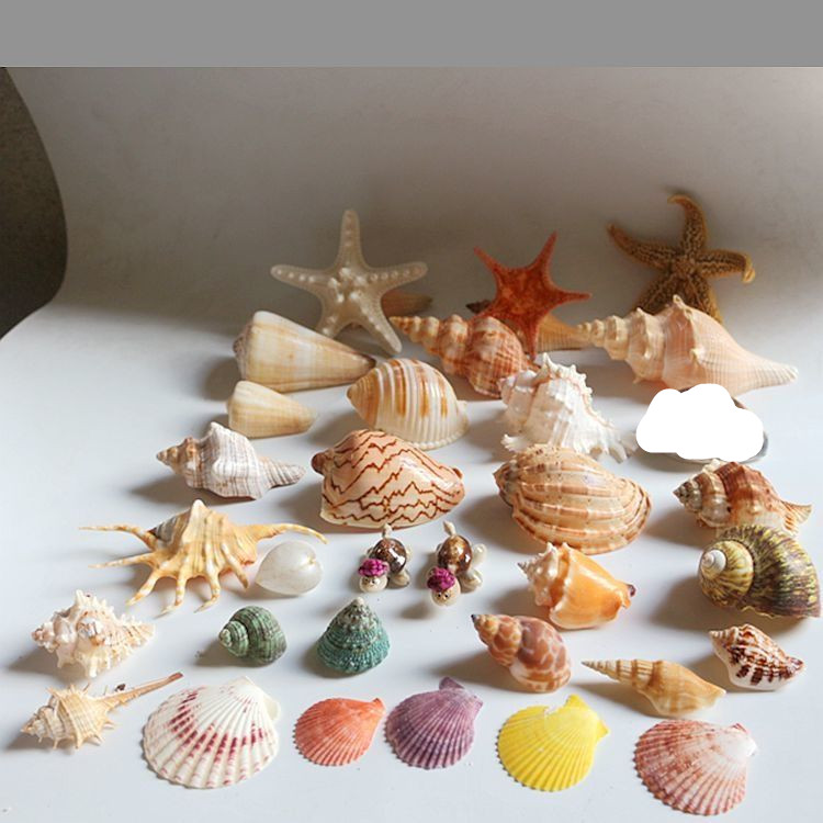 包邮950g大海螺贝壳海星装饰套装 水族造景贴墙广告橱窗设计道具 - 图1