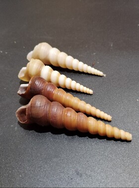 天然海螺钉螺壳手工diy材料