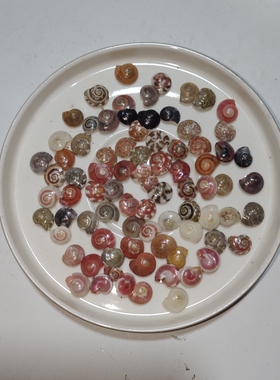 天然小海螺蜗牛贝壳贝壳蓝海精灵