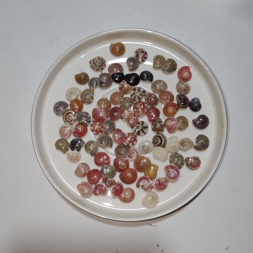 1500只天然小海螺 蜗牛贝壳彩虹螺手工diy材料海洋漂流瓶滴胶鱼缸 - 图1