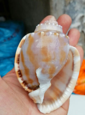 蓝海精灵天然海螺精品精致