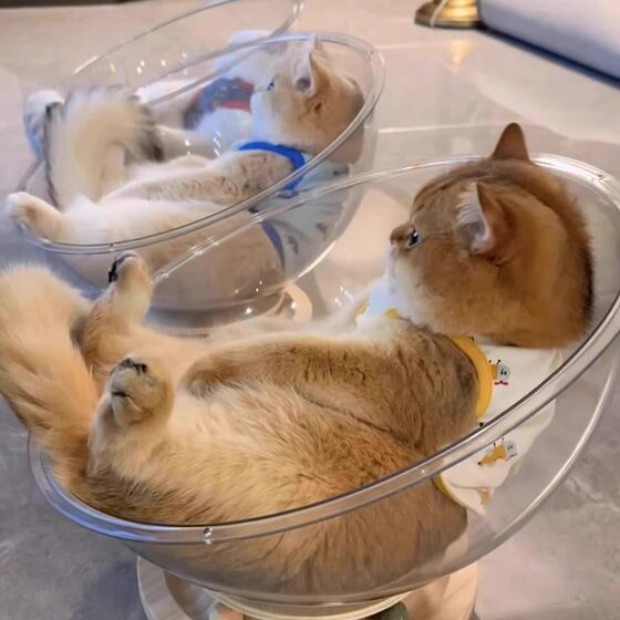 Space capsule cat nest for all seasons, high-transparency acrylic solid wood turntable ice nest cat toy cat bed all-in-one spring and summer