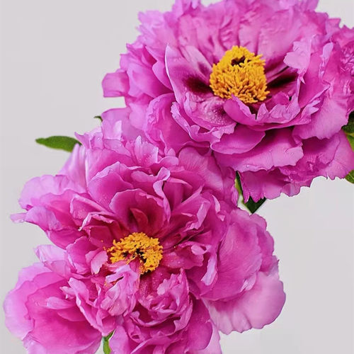 牡丹鲜花切花插花水养家用菏泽正宗大花苞鲜花母亲节芍药花鲜切花 - 图2