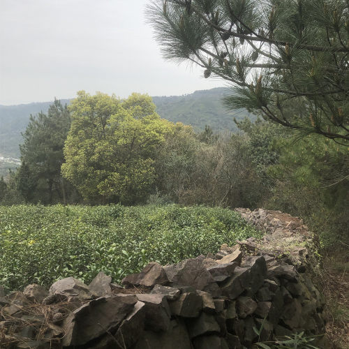 苏州东山碧螺春绿茶叶明前芽尖特级牙尖一芽一叶炒青茶农自产自销-图1