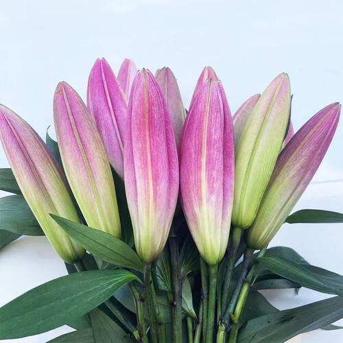 香水百合水养鲜花花束直云南昆明基地速递同城客厅摆件礼物玫瑰 - 图0
