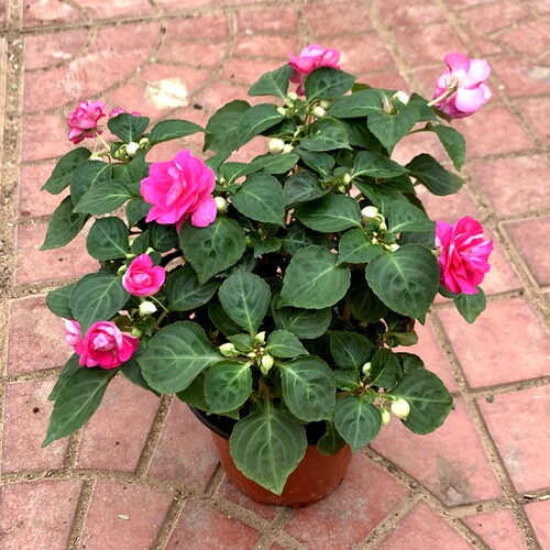 非洲重瓣凤仙水梅带花苞发货季开重瓣花卉盆栽植物阳台客厅易养 - 图3