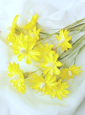 田园滨菊文心兰拍摄ins网红干花
