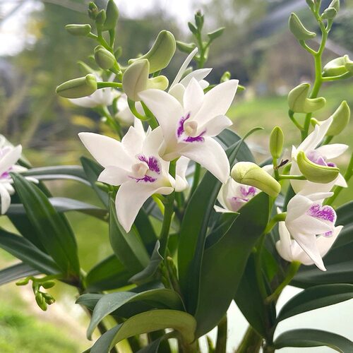 七彩香水石斛兰花四季兰好养绿植浓香改善睡眠绿植净化空气盆栽 - 图2