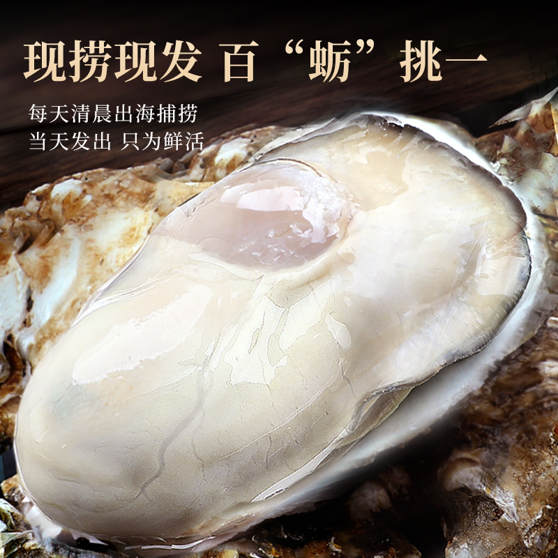 乳山生蚝鲜活10斤特大带箱新鲜海蛎子超大牡蛎海鲜水产批发5斤2箱 - 图1