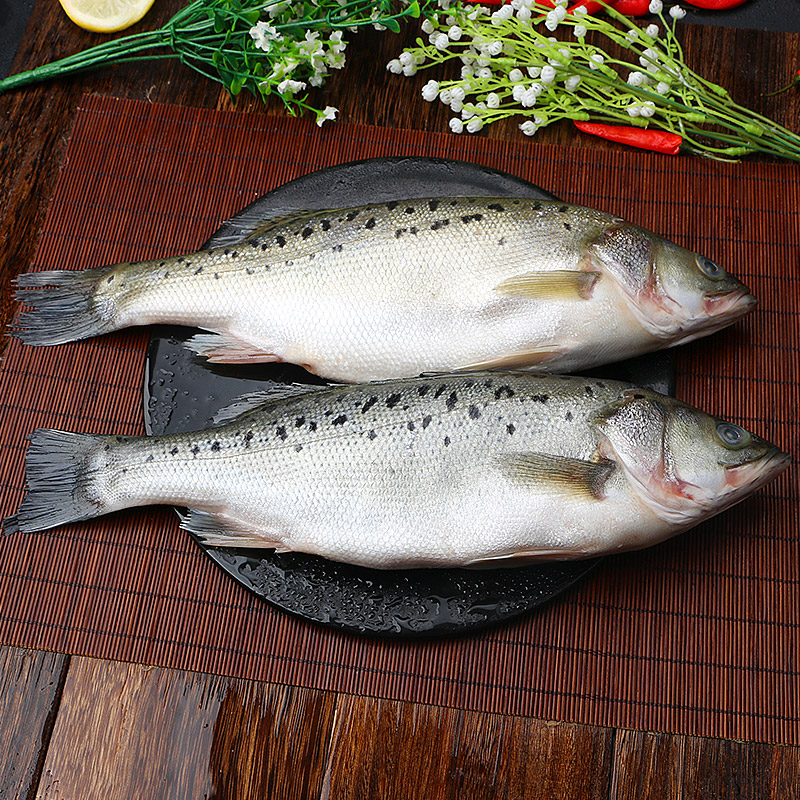 海鲈鱼新鲜冷冻海鱼鲜活深海鱼6条七星鱼海鲜水产海产品冰鱼卢鱼 - 图1
