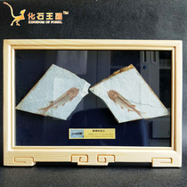 Special price New products Liaosierewolf fins off group Fish Fossil Specimens Original Stone Mounted Gift-framed collection of gifts