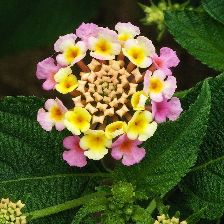 马缨丹推荐品牌 新人首单立减十元 21年6月 淘宝海外