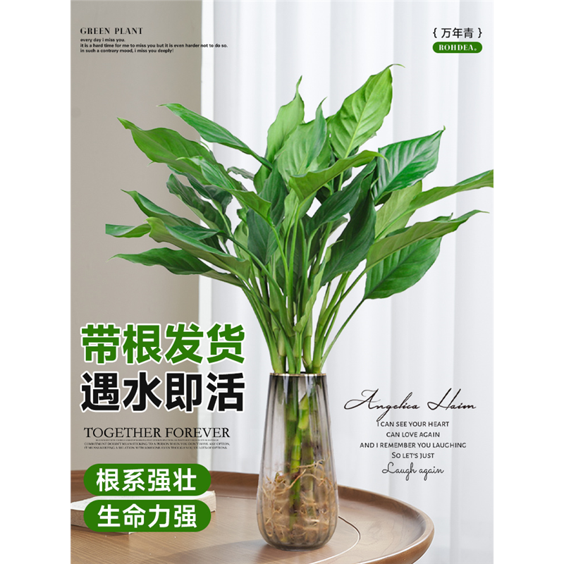 水培植物万年青盆栽室内桌面盆栽富贵竹卧室客厅净化空气好养植物
