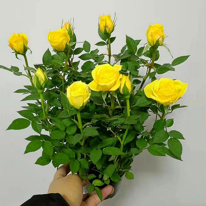 玫瑰花苗带花苞浓香花卉观花绿植物盆栽庭院阳台大花月季蔷薇四季 - 图3