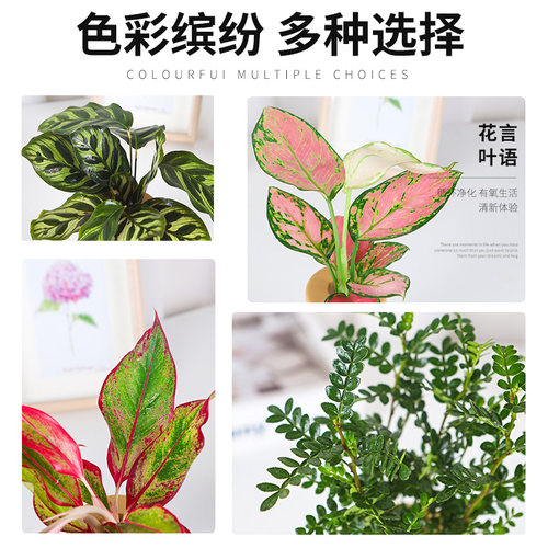 绿植室内花卉发财树办公室富贵竹水培植物绿萝净化空气驱蚊盆栽 - 图0