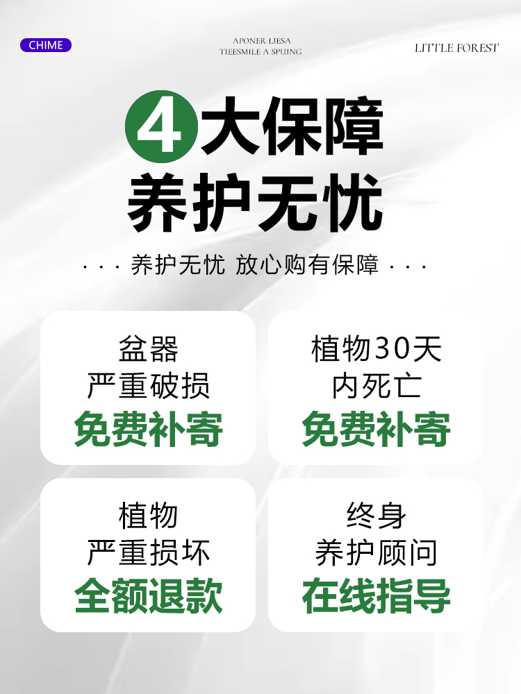 丹麦风铃花盆栽花卉植物室内鲜花四季开花重瓣梦露紫风铃草易活-图1