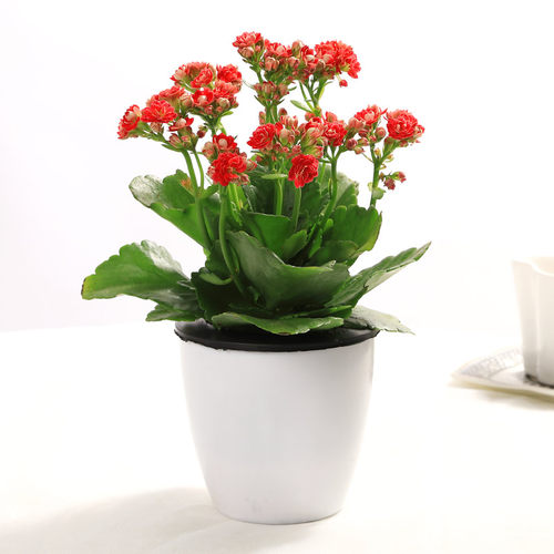 长寿花盆栽重瓣花苗四季开花的花带花苞观花植物室内大盆花卉好养 - 图2