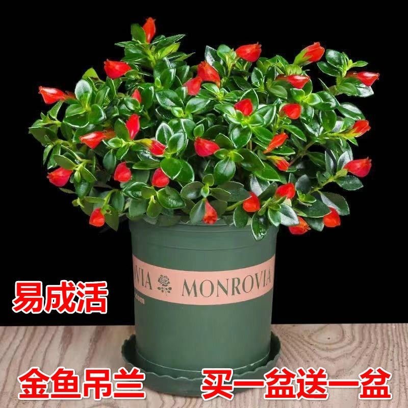 金鱼花吊兰金鱼花盆栽金鱼花带花苞室内四季常青绿植花卉四季开花