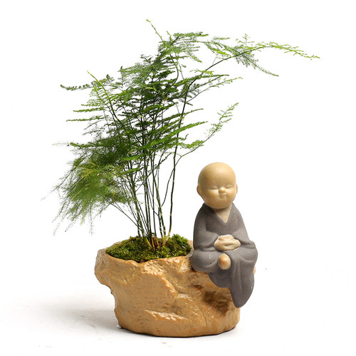 文竹创意植物花盆陶瓷小和尚小佛禅意小花盆绿植盆栽高档植物含盆 - 图3