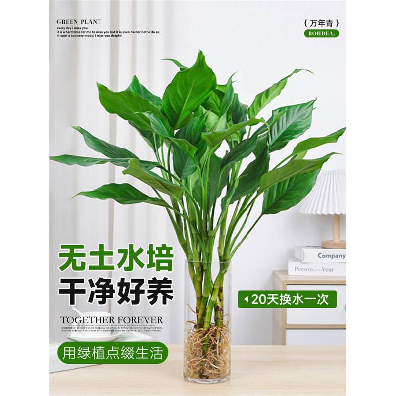 水培植物万年青盆栽室内桌面盆栽富贵竹卧室客厅净化空气好养植物