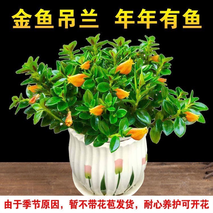 金鱼花吊兰金鱼花盆栽金鱼花带花苞室内四季常青绿植花卉四季开花