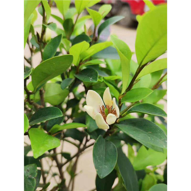 含笑花盆栽树苗室内阳台浓香型带花苞香蕉花庭院四季开花耐寒植物
