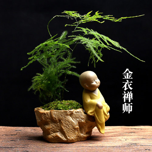 文竹创意植物花盆陶瓷小和尚小佛禅意小花盆绿植盆栽高档植物含盆 - 图1