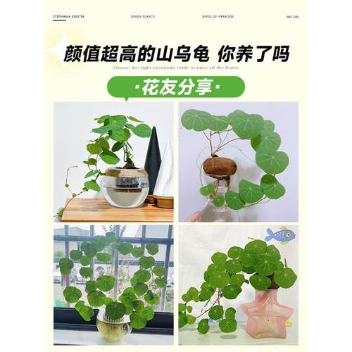 水培山乌龟爬藤植物办公室内桌面好水养活观叶绿植金不换种球盆栽 - 图3