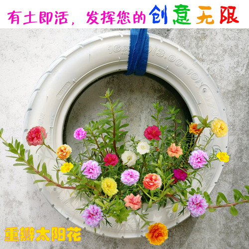 太阳花苗盆栽带花苞混色重瓣花卉观花植物室内花带根阳台四季开花 - 图2