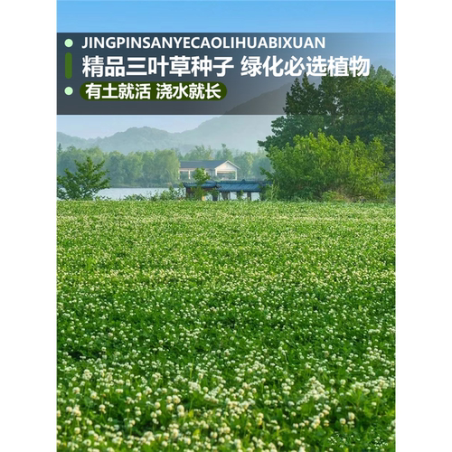 三叶草四叶草种子幸运草四季常青易种活园林绿化庭院护坡草坪种籽 - 图3