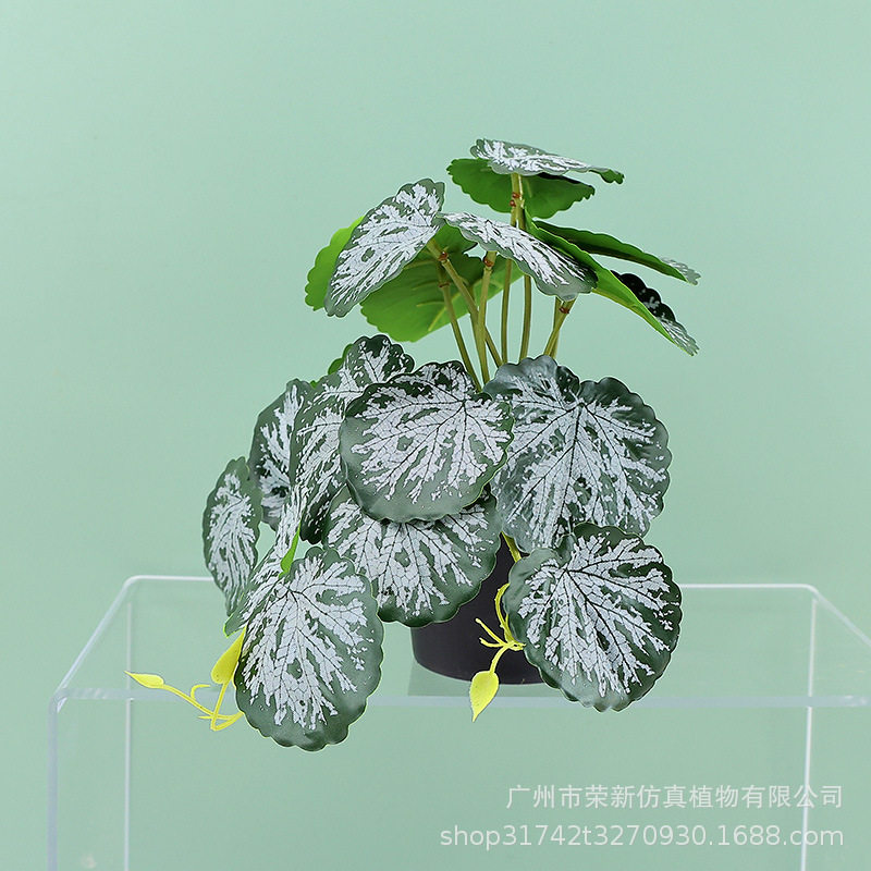 新款亚马逊绿植垂条盆栽组合 家居桌面摆件吊钟仿真植物绿植盆景,淘宝优惠券,粉丝福利购,淘宝优惠卷