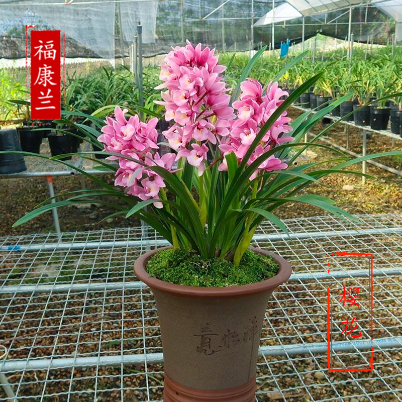 【带花剑】浪漫樱花大花蕙兰兰花好养易活开粉红色花浓香型兰花 - 图2