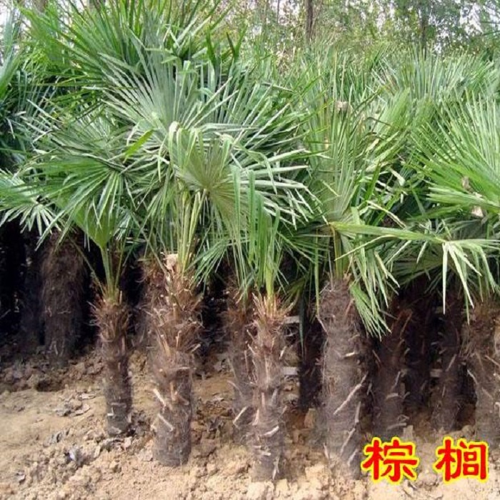 美丽针葵树软叶刺葵树椰枣苗棕榈树苗长叶刺葵椰枣棕榈树海枣树 - 图2