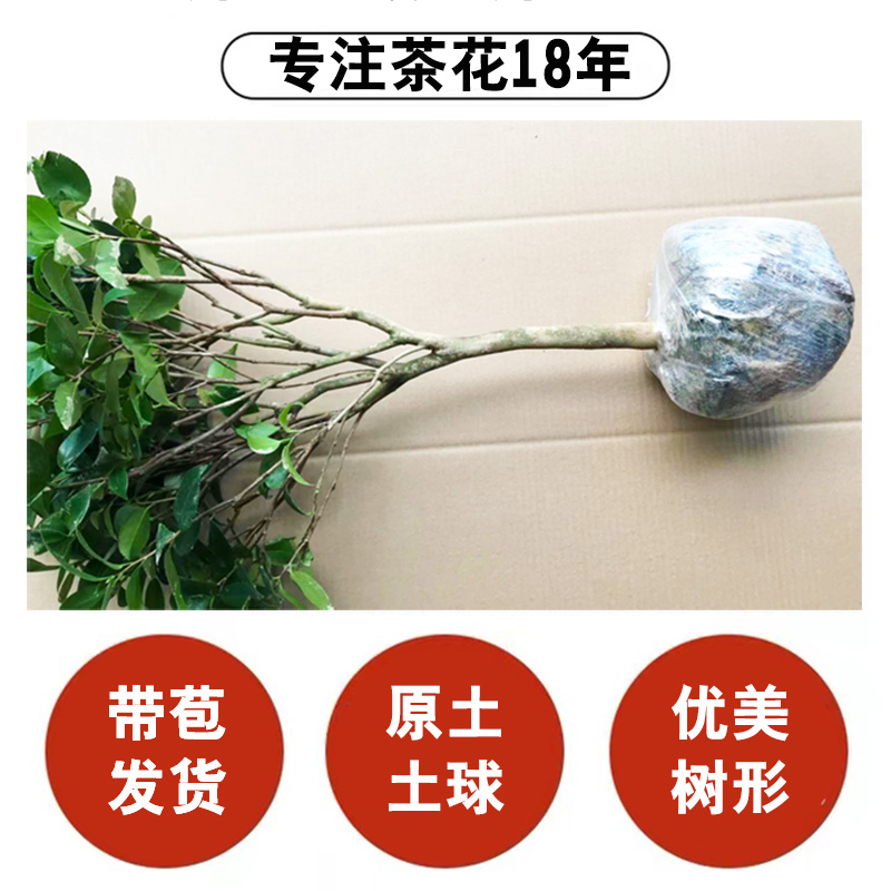 茶花树苗山茶花盆栽五色赤丹带花苞香妃花苗室内四季花卉开花植物-图0