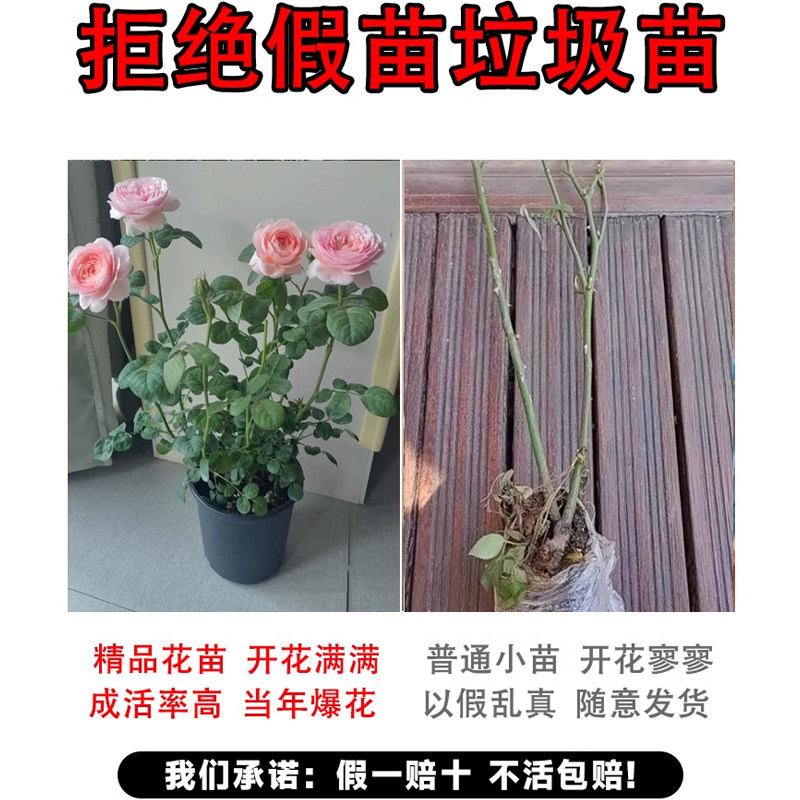 瑞典女王月季墙薇花苗爬藤树苗四季特大朵月季花啬薇花苗花卉大全,淘宝优惠券,粉丝福利购,淘宝优惠卷