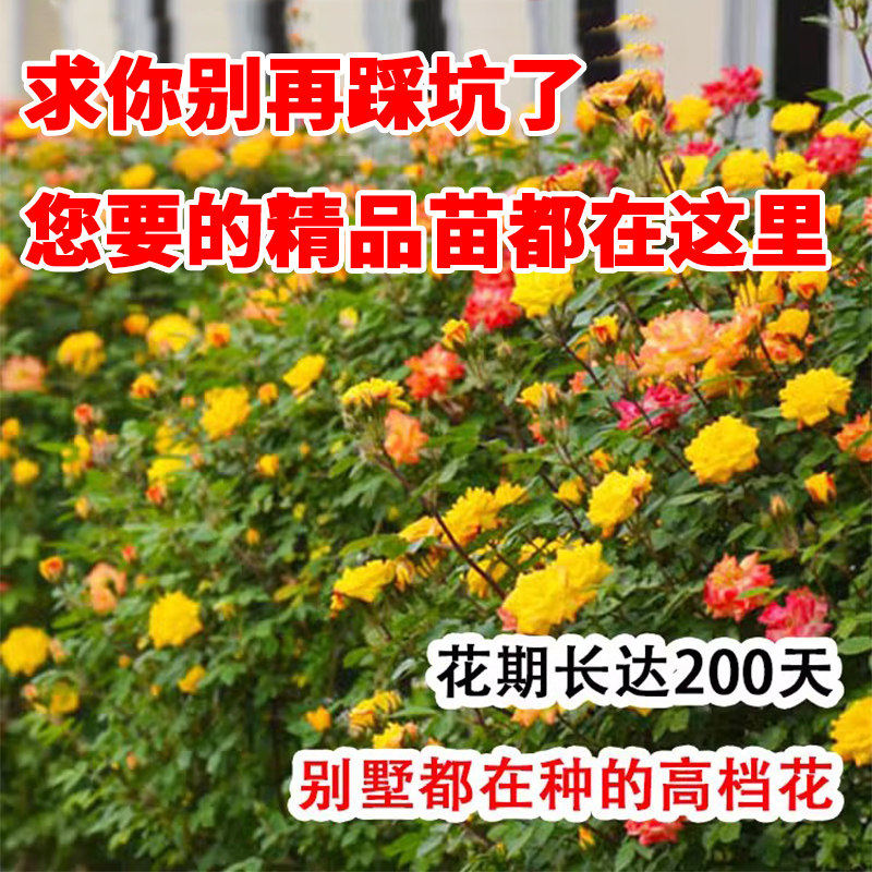 蔷薇花苗爬藤四季粉色粉龙大苗盆栽藤本开花植物爬墙龙沙宝石月季,淘宝优惠券,粉丝福利购,淘宝优惠卷