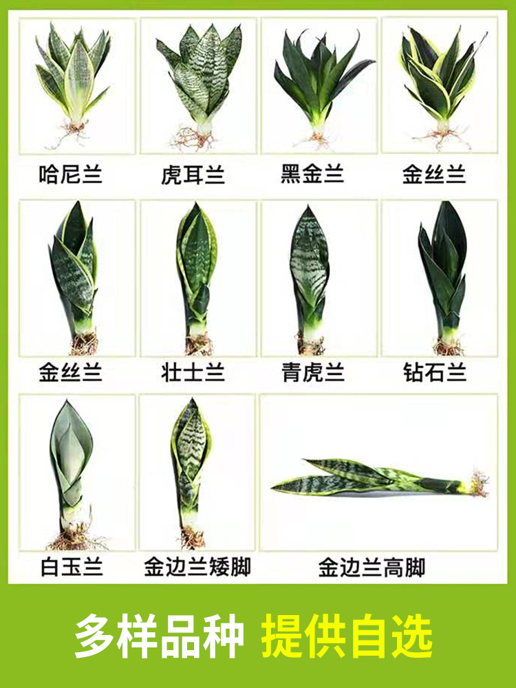 金边虎皮兰盆栽植物室内花卉客厅办公室大型绿植好养易活尾兰裸苗 - 图2