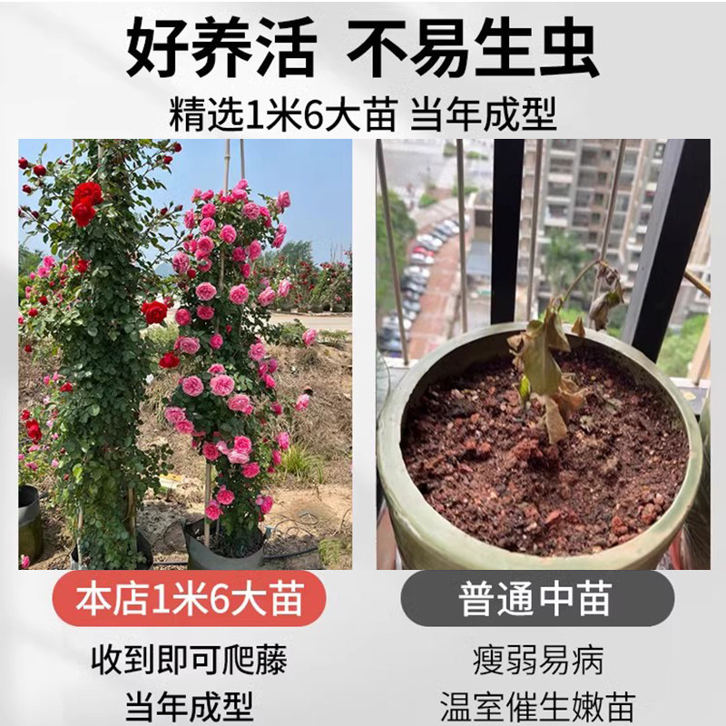 蔷薇花苗爬藤四季粉色粉龙大苗盆栽藤本开花植物爬墙龙沙宝石月季,淘宝优惠券,粉丝福利购,淘宝优惠卷