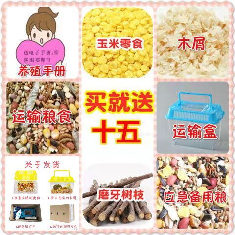 买1送8仓鼠活体金丝熊宠物布丁银狐活物三线奶茶活物笼子一对情侣 - 图0