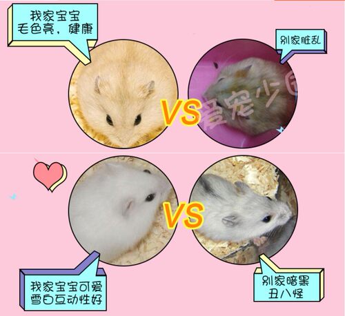 买1送8仓鼠活体金丝熊宠物布丁银狐活物三线奶茶活物笼子一对情侣 - 图2