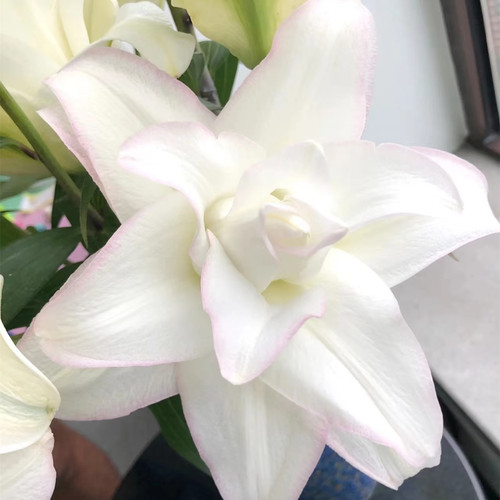 A冰美人重瓣香水百合鲜花紫云南基地直发家用水养插花束婚礼顺丰 - 图2