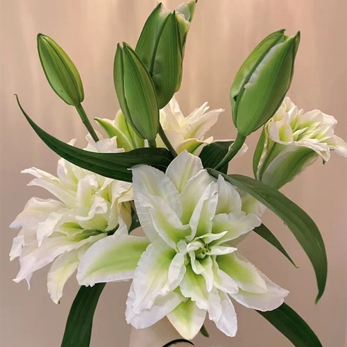 浪漫之星重瓣白色百合鲜花云南昆明基地市场直批真花插花水养顺丰 - 图1