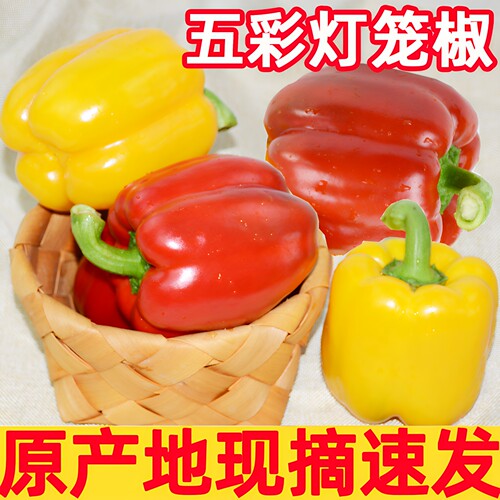 新鲜水果彩椒生吃五彩辣椒七彩灯笼甜椒寿光蔬菜青圆辣椒 - 图1