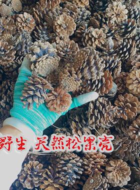天然松果松塔松球花盆垫底透气