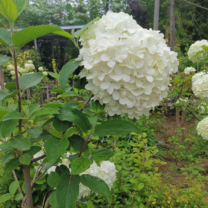 木本绣球树苗中华木绣球苗琼花树苗琼花树苗八仙绣球花苗绣球树苗 - 图1