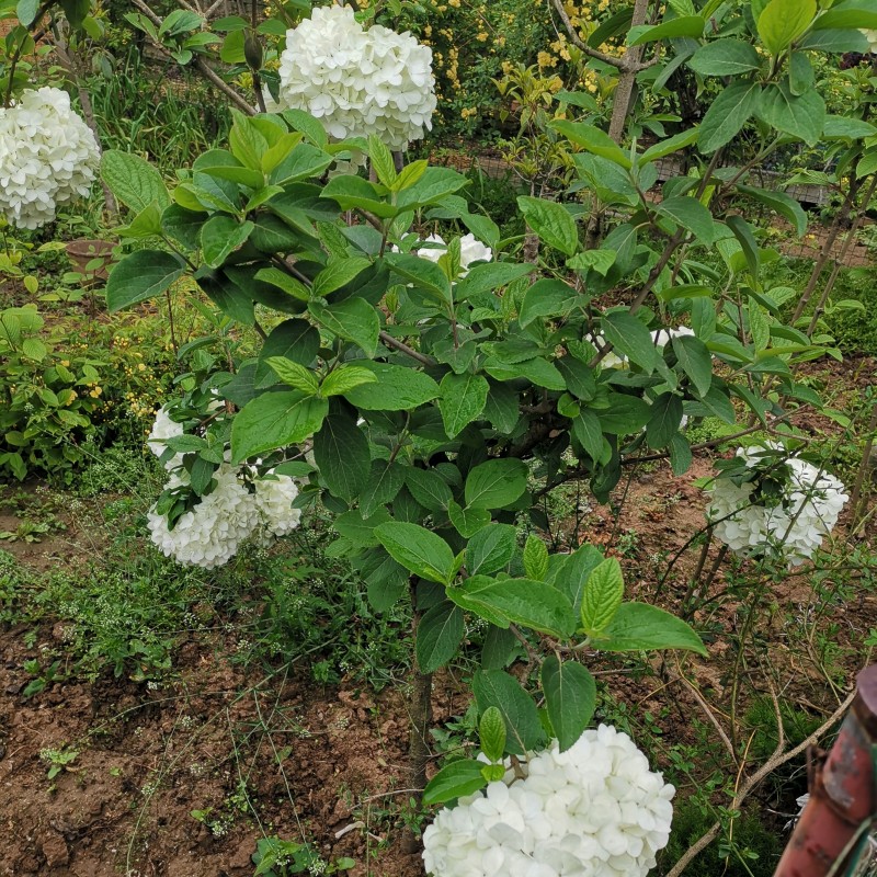 木本绣球树苗中华木绣球苗琼花树苗琼花树苗八仙绣球花苗绣球树苗 - 图2