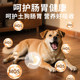 Adult dog universal Chinese small local dog puppy