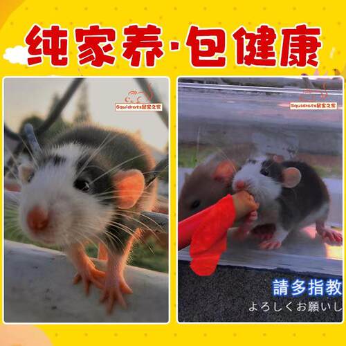 花枝鼠活体宿舍宠物小型动物网红萌宠宝宝活物家养亲人空运包邮 花枝鼠活体宿舍宠物小型动物网红萌宠宝宝活物家养亲人空运包邮